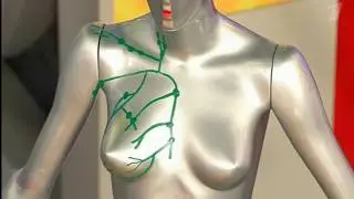 10 фактов о ЖЕНСКОЙ ГРУДИ  которые вы не знали