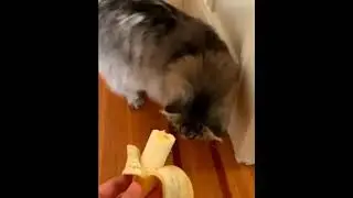 Сам ешь забугорное!