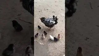lovely Little Chicks 🐣🐥#chicken #happiness #chicks #nature #rural #youtubeshorts #bangladesh