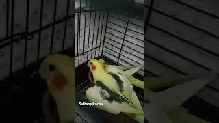 Çok net konuşan pikachum 🩵#kuşlar #cockatiel #shorts #viralvideo