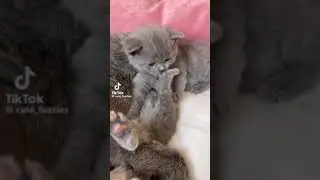 КОТЫ-ЖИДКОСТЬ? УЧЁНЫЕ ДОКАЗАЛИ!!!  