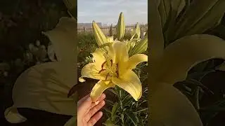 Лилия БЕЛЬВИЛЛЬ От-гибрид, арома-лилия💛🧡 запах до 10 метров