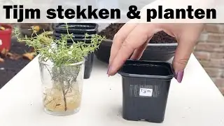 Tijm stekken en planten: Zelf tijm vermeerderen en snoeien