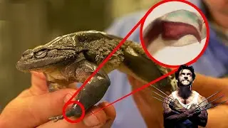 ЖИВОТНЫЕ С САМЫМИ УДИВИТЕЛЬНЫМИ СВЕРХСПОСОБНОСТЯМИ