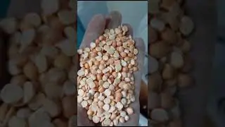 Yellow Pea Cleaning and Peeling Plant | Sarı Bezelye Temizleme ve Soyma Tesisi #yellowpea #peaplant