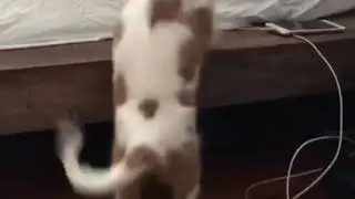 charlie 3