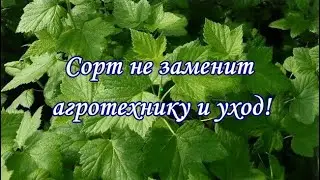 6 14 145   -  сорт не заменит агротехнику