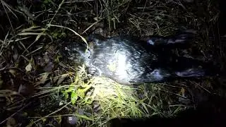 Проверка капканов на бобра (2)