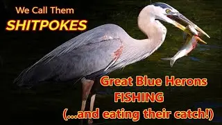 Watch These Great Blue Herons Swallow Their Catch Alive!