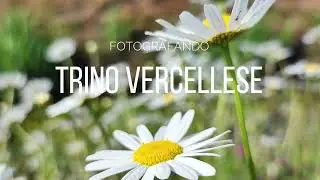 Trino Vercellese - caccia fotografica