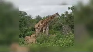 5 MOST IMPRESSIVE WILD ANIMALS ATTACKS IN THE WORLD
