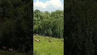 Живописное место