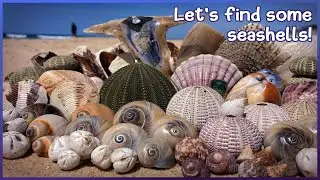 Giant Urchins | Beach Hopping up the Fraser Coast at Low Tide #shells #shelling