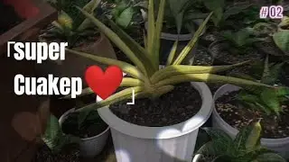Decorative Plants || Sansevieria