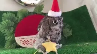 Owl Merry Christmas✨
