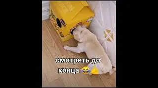 Пердёшь от собакина 