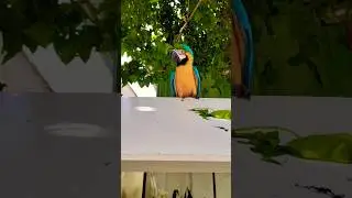 Macaw Parrot in maldives #miyabhaishorts #maldives #ytshorts #shorts #macaw #viral