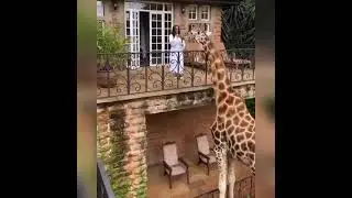 Feeding Giraffes 🦒