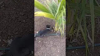 dog Masti video