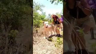 Walking with lions in Zimbabwe! #walkwithlions #blacktravelgram #southafrica #shorts