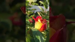 Роза «Декор Арлекин».Весёлая, яркая ⭐️