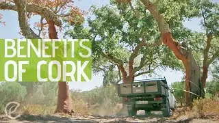 The Benefits of Cork