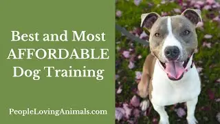 How Much Does Dog Training Cost? Most AFFORDABLE Dog Training 