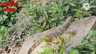 Kaziranga National Park