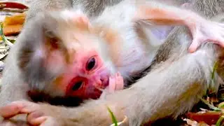 Welcome cute monkey Mollie in Sovanna group, nice fur and cared by young mama Millie