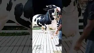 Holstein friesian bull with epic proportions at Brownie's Ranch