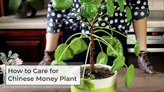How to care for chinese money plant