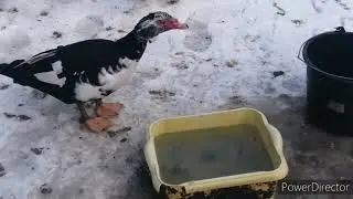 Йодинол для кур. Лечение птицы.