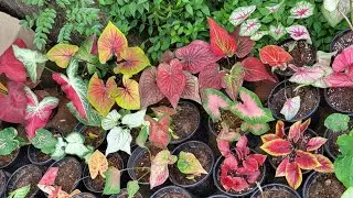 caladiums overview