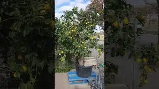 Limonero imponente esperando ser llevado a casa