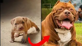 Before and After Growth Incredible Animal Transformations