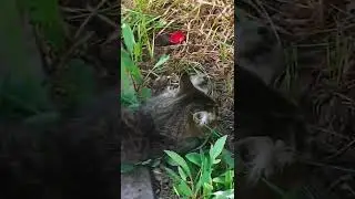 Кішка Маркіза мисливця. The Marquise hunter's cat. #кошка #cat #shortsvideo #shorts #охота #hunting