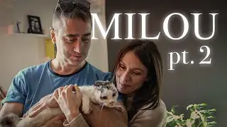 Milou Pt. 2 - The Day We Said Goodbye