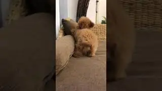 ペットショップ 犬の家 富士店 「トイ・プードル」「109961」