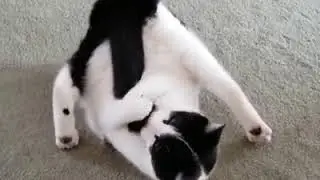 cats do not give in and play games / kediler vermez oyun oynar :)