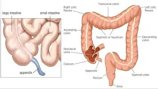 فسلجة الجهاز الهضمي | الجزء الثالث | قسم التخدير | Physiology of Digestive System | Part 3