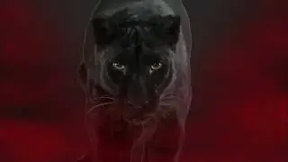 A New Panther on the Prowl!