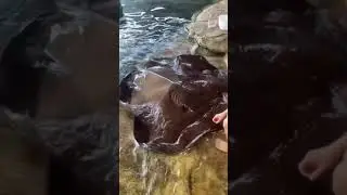 покорила ската