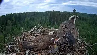 Intruder in the area of ​​the nest of Iiris and M1. 06-06-2024.