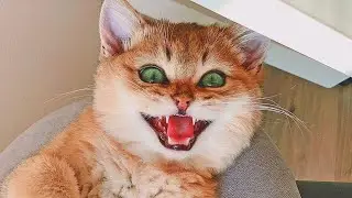 New Funny Animals 😂 Funniest Cats and Dogs Videos 😺🐶