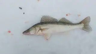 Судак атакует!!! Жерлицы!!! Мазарки!!!