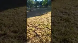 Something strange lurking in the park.