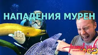 Rare attacks of moray eels (Muraena) on people