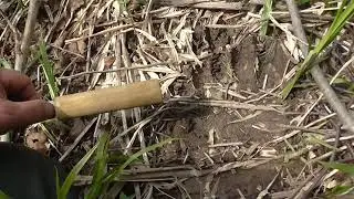 На приваде тишина а следы медведя ушли через речку, май 2024 г.