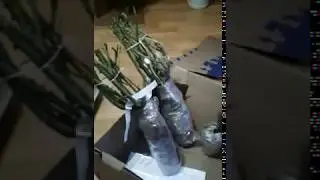 Посылка с розами! Отзыв покупателя. Питомник роз Вип Сад23!