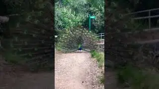 Dancing peacock #nature #walks #peacock